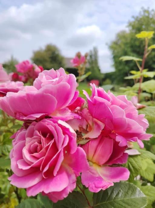 Le Jardin Des Lacs Gite Nature Et Spa Ardres Esterno foto